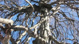 Stupendous weeping beech tree in Yarmouthport [upl. by Acie570]