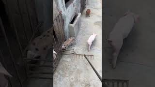 shorts pig pigs pigchallenge piglet wildboar piggy minipig pigfarm baboy [upl. by Thurnau]