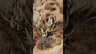 The Namibs Bizarre Welwitschia Plant [upl. by Chancelor367]