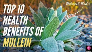 Top 10 Health Benefits of Mullein  A Great Medicinal Plant with Amazing Health Benefits [upl. by Drogin]