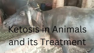 ketosis Ketosis in Animals Ketosis in Buffalo Ketosis in Cow Nervous sign of ketosis ketone [upl. by Nyral186]