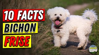 Bichon Frise 101  10 Facts for Owners [upl. by Taylor168]