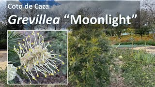 GREVILLEA MOONLIGHT flowering in Coto de Caza aka Bush Lollypop hybrid G banksia x G whiteana [upl. by Neyrb807]