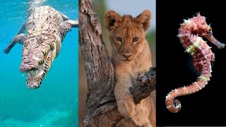 Animales ovíparos vivíparos y ovovivíparos Explicación y EJEMPLOS🐊🦁🦈 [upl. by Eynttirb]