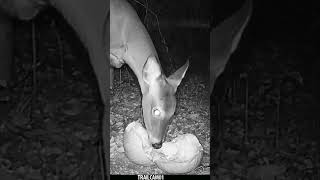 Deer chows down on a festive Halloween Pumpkin Treat wildlife trailcam halloween whitetaildeer [upl. by Stu]