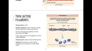 93  Microanatomy of Skeletal Muscle Fibers [upl. by Einad]