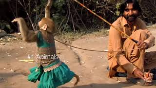 Best monkey dance  Bandriya ka dance  bandar tamasha [upl. by Barta]