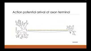 NMJ Excitation Contraction and Coupling [upl. by Boswall]