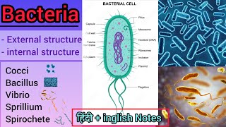 Bacteria Structure and Classification microbiology [upl. by Hawk]