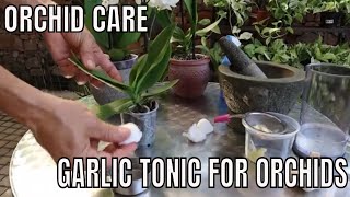 How to Save your orchids with a Garlic Tonic [upl. by Alecram]