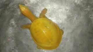 Rare yellowcoloured turtle was captured in southeastern India [upl. by Ilonka773]