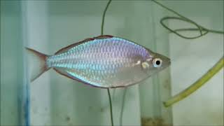 Dwarf Neon Rainbowfish tank mates  what fish can you have with praecox rainbow fish compatibility [upl. by Htebharas]