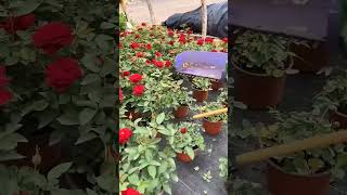 gardening potting satisfying gardeing garden successfulrosepotting plants farming [upl. by Gussman793]