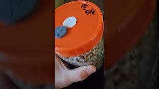 Fastest growing mycelium ever youtubeshorts youtube vlog update food diy amazing new news [upl. by Tsnre40]