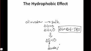 The Hydrophobic Effect [upl. by Pfeffer]