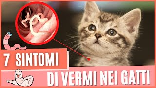 Come capire se il gatto ha i vermi  7 Sintomi del gatto con i vermi  Il gatto ha i vermi cosa fare [upl. by Oliy]