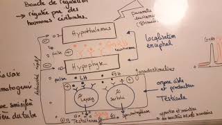 Bac  boucle de régulation de la testostérone chez lhomme 2 [upl. by Goran]