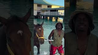 GIDDY UP Swim With Barbados Race Horses At Pebbles Beach [upl. by Siriso]