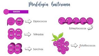 Morfología bacteriana [upl. by Derreg560]