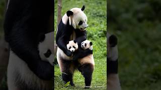 🐼💕Cutest Panda Ever Watch These Adorable Moments 🐼 panda animalcuteness funny animalcuteness [upl. by Ellehsal]