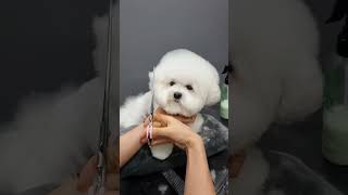 Grooming Bichon Frise Face dog cute groomingdog bichonfrise dgs [upl. by Schwitzer]