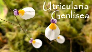 UTRICULARIA E GENLISEA  SCOPRIAMO QUESTE DUE AFFASCINANTI PIANTE CARNIVORE [upl. by Deaner]