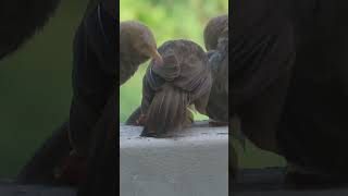 Yellow billed babbler [upl. by Ham754]