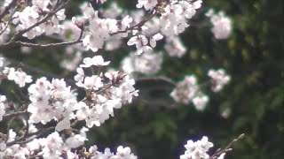 満開桜 源氏ゆかりの寺満願寺 川西市 Cherry Blossoms Manganji of Kawanisｈi [upl. by Airdnat]