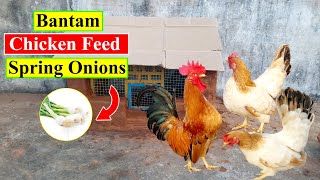 Bantam Chicken Feed  Chicken FoodSpring Onions  Organic Chicken Feed  Birds and Animals Planet [upl. by Nnylodnewg839]