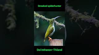 Streaked spiderhunterBirdwatching in Thailand Doi InthanonThiland [upl. by Ahslek]