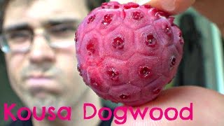 Kousa Dogwood Review  Weird Fruit Explorer Ep 114 [upl. by Leila]