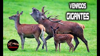 VENADOS GIGANTES – El venado más grande del mundo [upl. by Aratihc506]