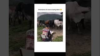 Attendance is being taken of cows🐮😲explore youtubeshorts [upl. by Manaker]