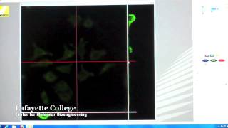 Confocal Z Stack [upl. by Mossman]