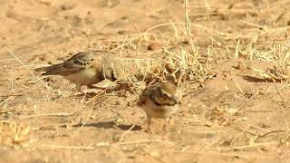 Bimaculated Lark Melanocorypha bimaculata  Foraging [upl. by Reifnnej]