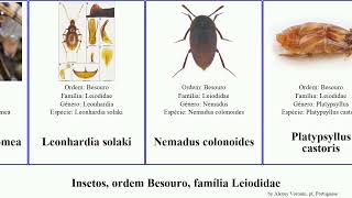 Insetos ordem Besouro família Leiodidae insect rufescens Fuse Baeosilpha colonoides davidi [upl. by Yael]