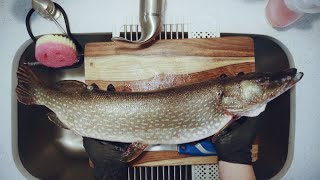 How to Fillet a Northern Pike Step by Step Easy [upl. by Aihsile273]