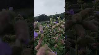 Lonavla pune road reels viralvideo natural tourist places [upl. by Koziel]