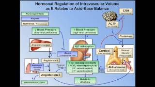 Metabolic Alkalosis ABG Interpretation  Lesson 10 [upl. by Deeraf635]