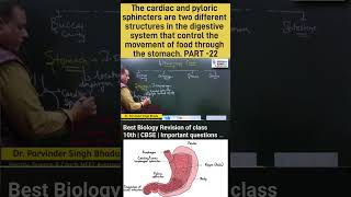 Cardiac and Pyloric Sphincters biology Class 10th shorts science boardexams [upl. by Ydurt]