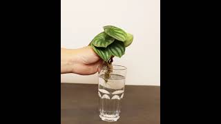 Beautiful Peperomia Watermelon growing in Water [upl. by Kano]