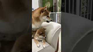 Watching dog pets shiba [upl. by Banky]