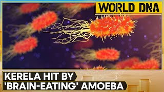 India Braineating amoeba kills 3 in Kerala  WION World DNA [upl. by Enar]