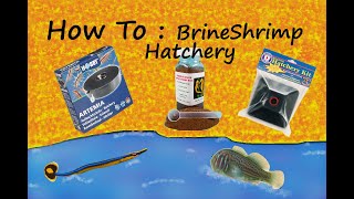 Which Brine Shrimp Hatchery is better How to use [upl. by Anawt]