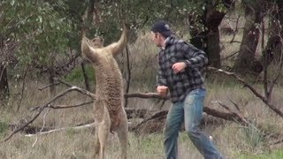 Kangaroo vs man fight [upl. by Jillian]