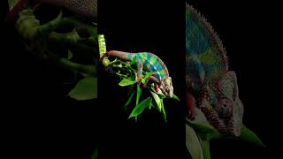 quotThe Incredible Transformation Watch How a Chameleon Changes Colorquot [upl. by Gault]