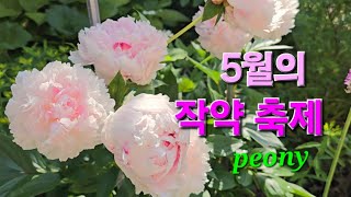 5월 화려하고 아름다운 다양한 작약들 2024 511 토종 작약 코랄참 레드참 가드니아 블러쉬퀸 소르벳 [upl. by Rebecca]