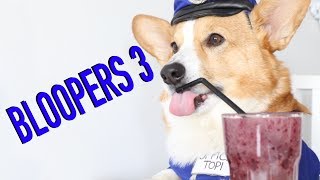 FUNNIEST BLOOPERS  Topi the Corgi [upl. by Eocsor]