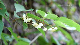 【野山の植物】マタタビの花 [upl. by Amando935]