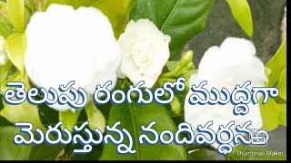 నందివర్ధనంTabernaemontana Milkwoodwhich plant daily flowers how to care Nandivardhanam [upl. by Bettzel]